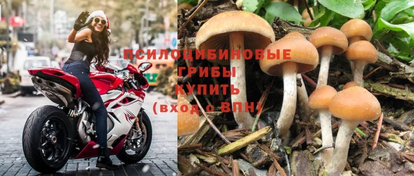 прущие грибы Алзамай